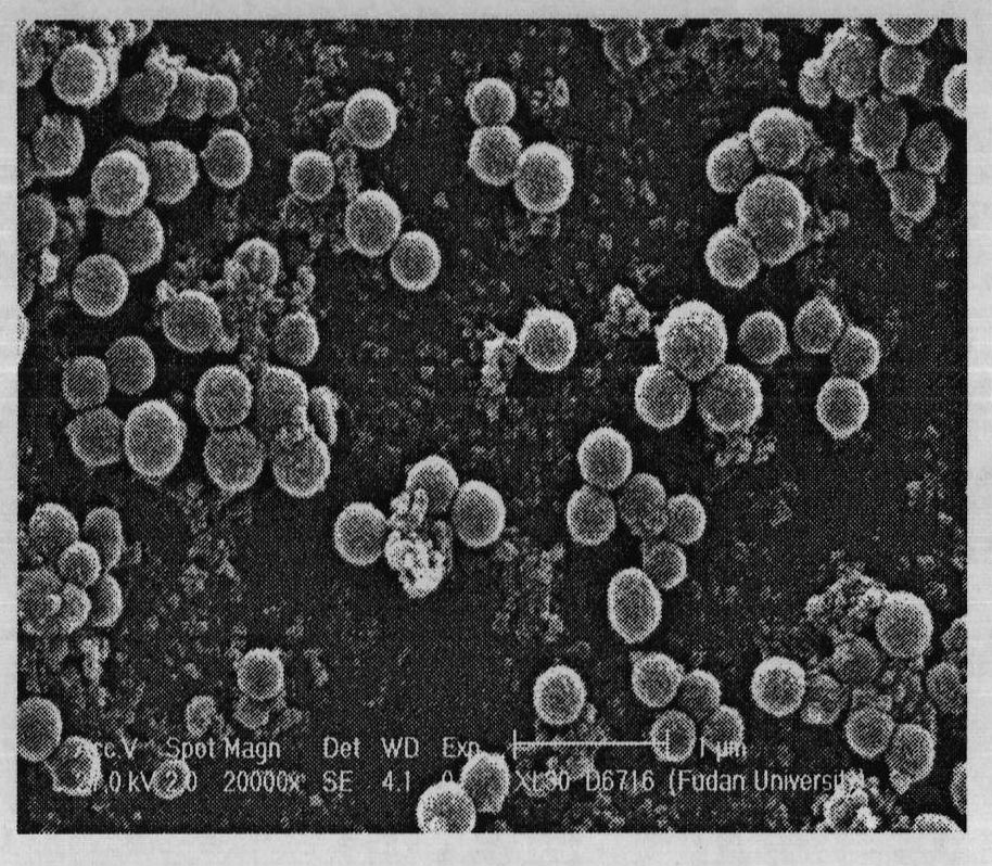 Preparation method of colloidal carbon spheres loaded with magnetic Fe3O4 nanoparticles on surface