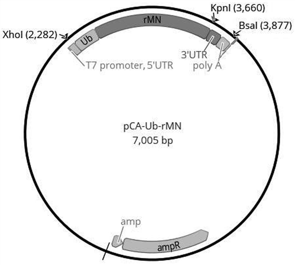 New coronavirus mRNA vaccine for targeted stimulation of humoral immunity and cellular immunity