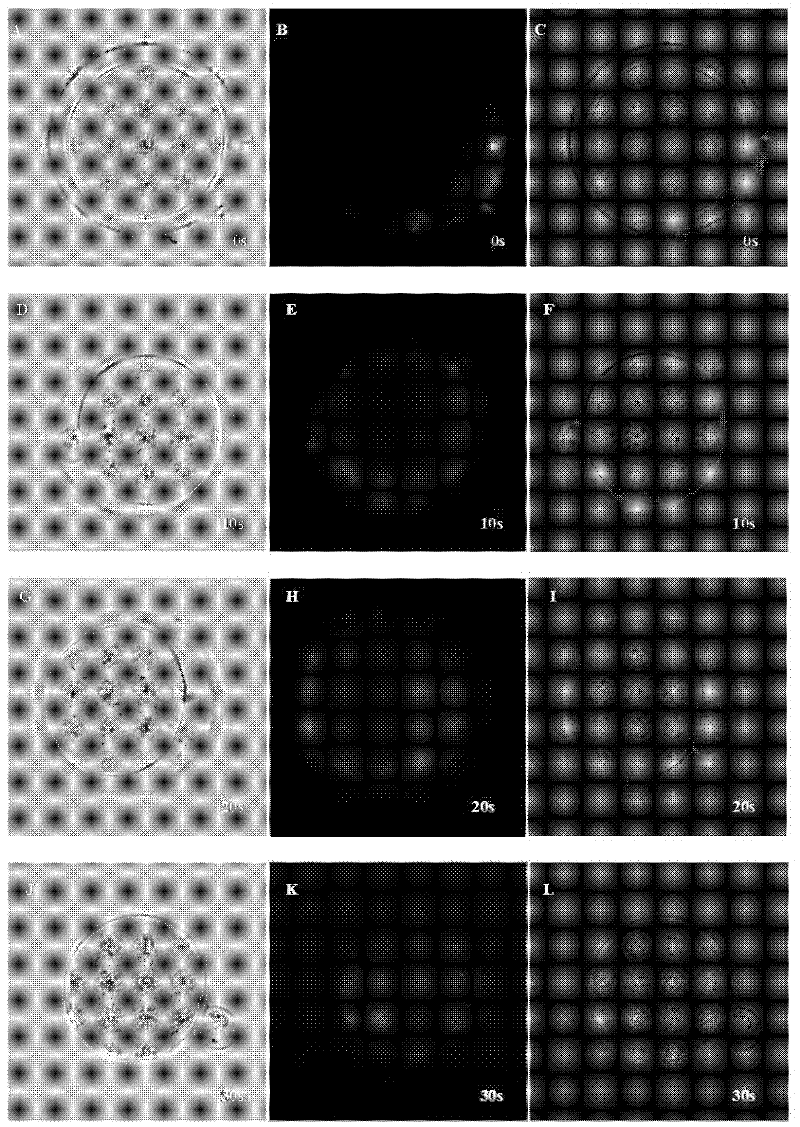 Electroporation method for transfection of mammal embryo with siRNA (small interfering Ribose Nucleic Acid)