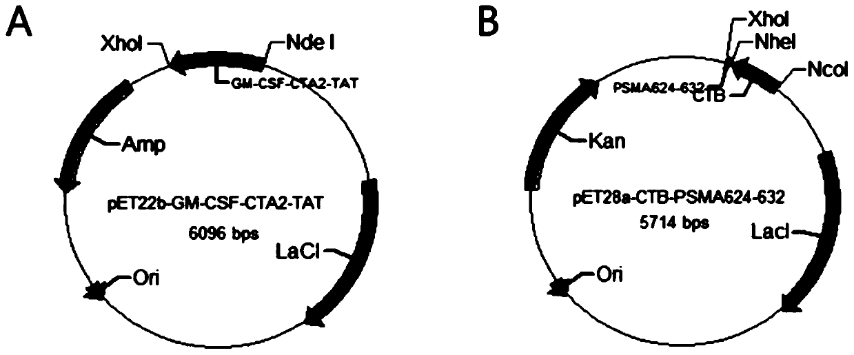 Anti-tumor chimeric protein, anti-tumor vaccine and anti-tumor vaccine adopting nasal mucosa drug administration mode