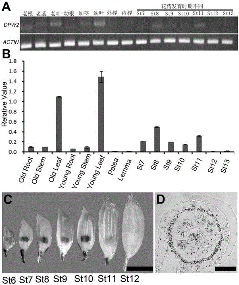 Application of male sterility gene OsDPW2 and rice sterility recovery method