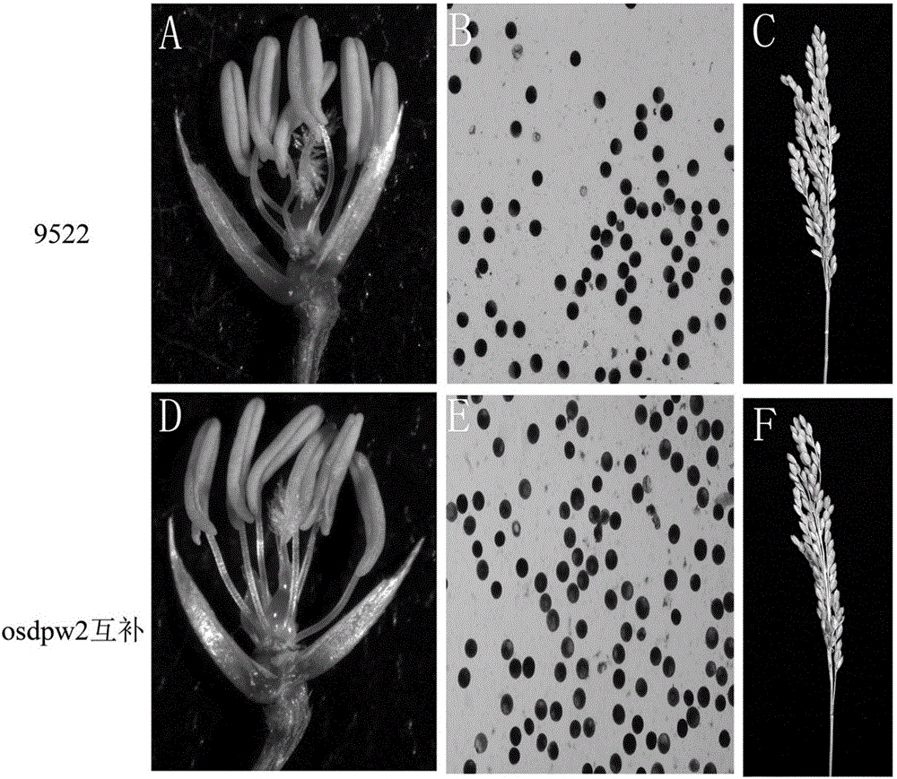 Application of male sterility gene OsDPW2 and rice sterility recovery method