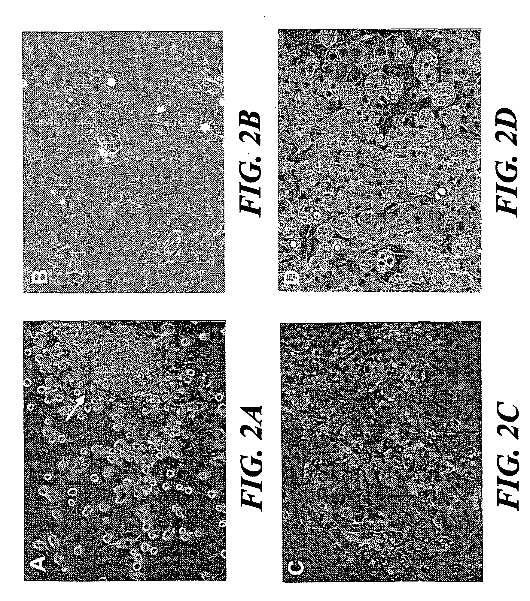 Culture of goblet cells