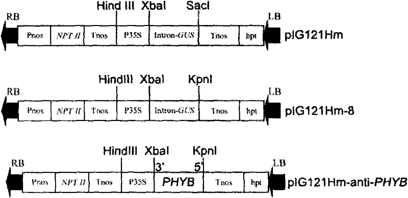 Application of gene PHYB for controlling rice drought stress toleration