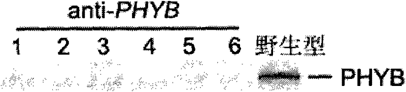 Application of gene PHYB for controlling rice drought stress toleration