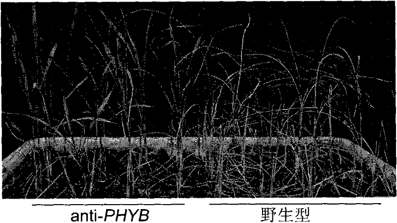 Application of gene PHYB for controlling rice drought stress toleration