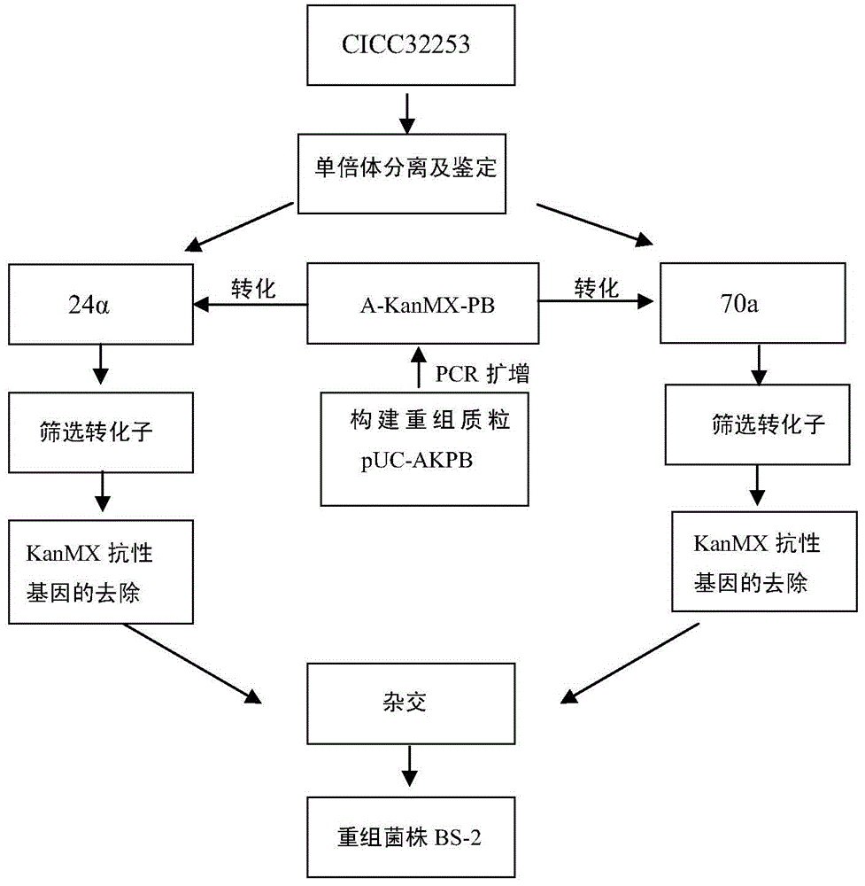 Construction and breeding method of high-sugar resistant baker's yeast strain