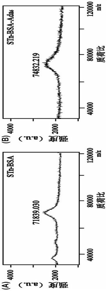 Carrier protein based on subject-object self-assembly and application thereof