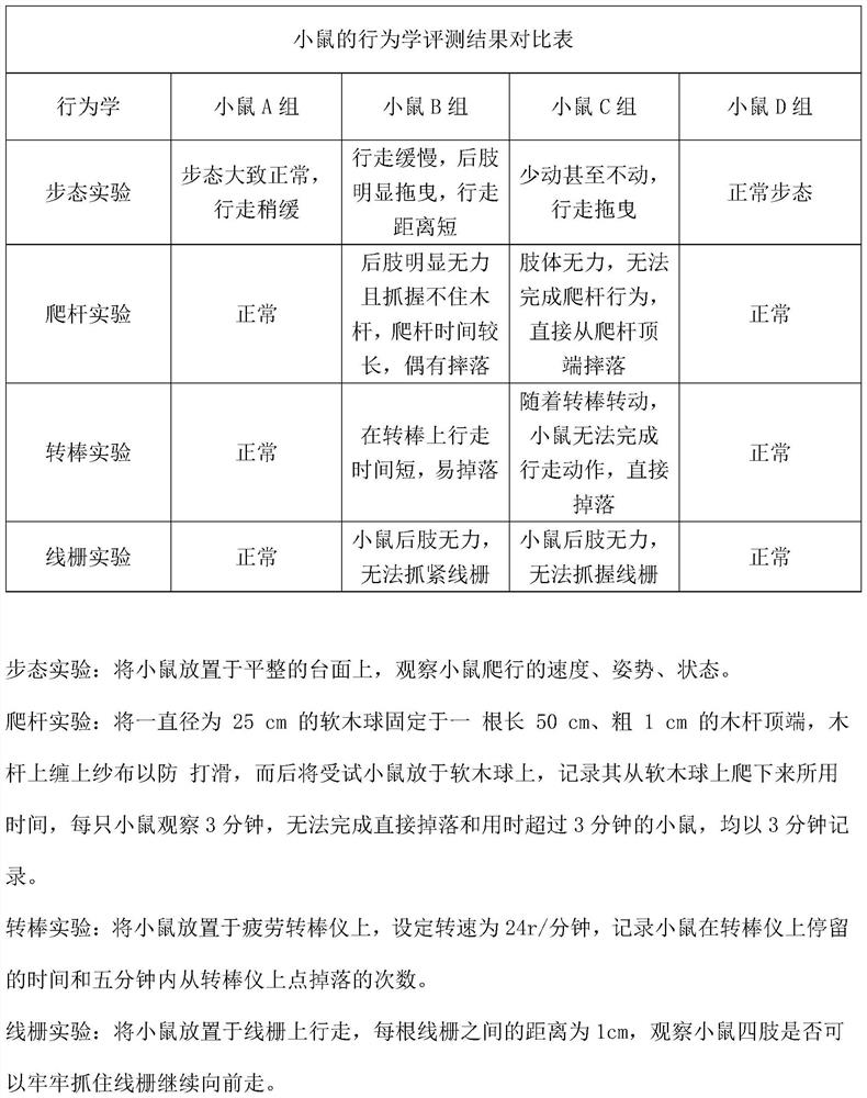 Preparation of spinal cord subacute combined degeneration disease model