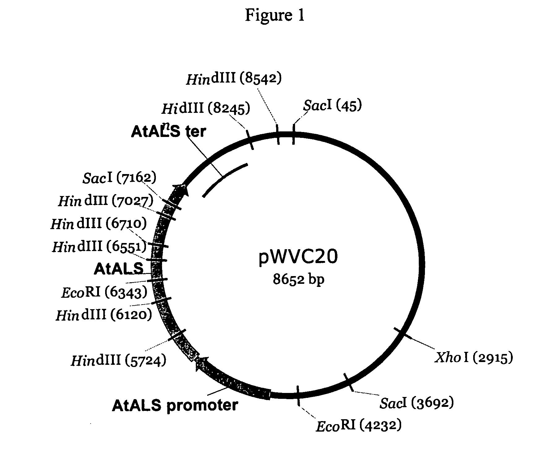 Plant transformation and selection