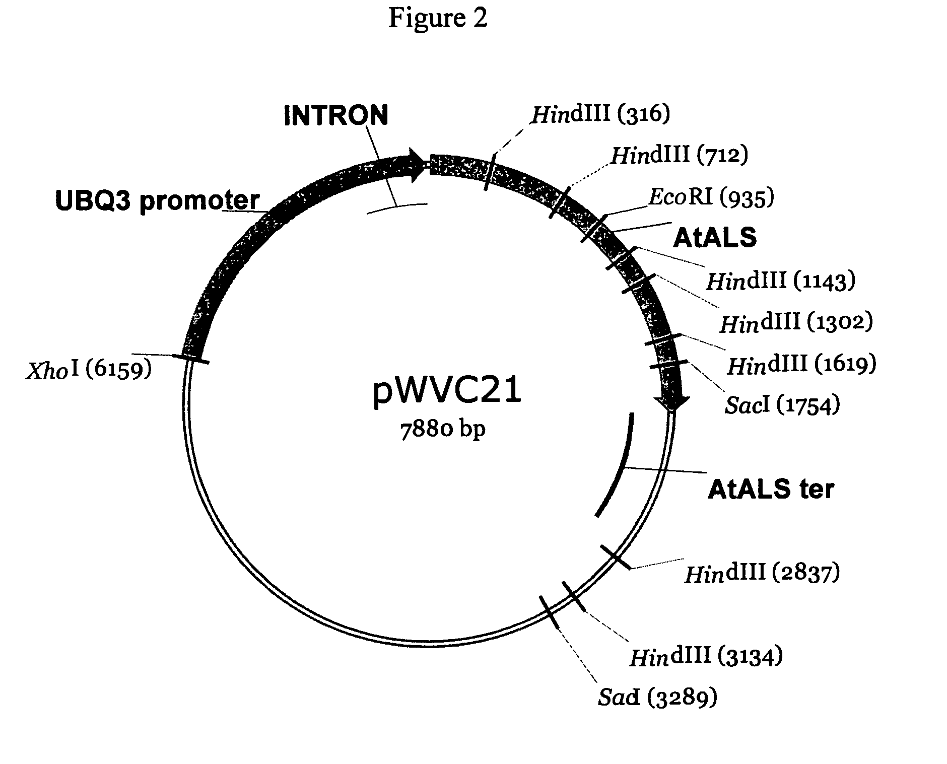 Plant transformation and selection