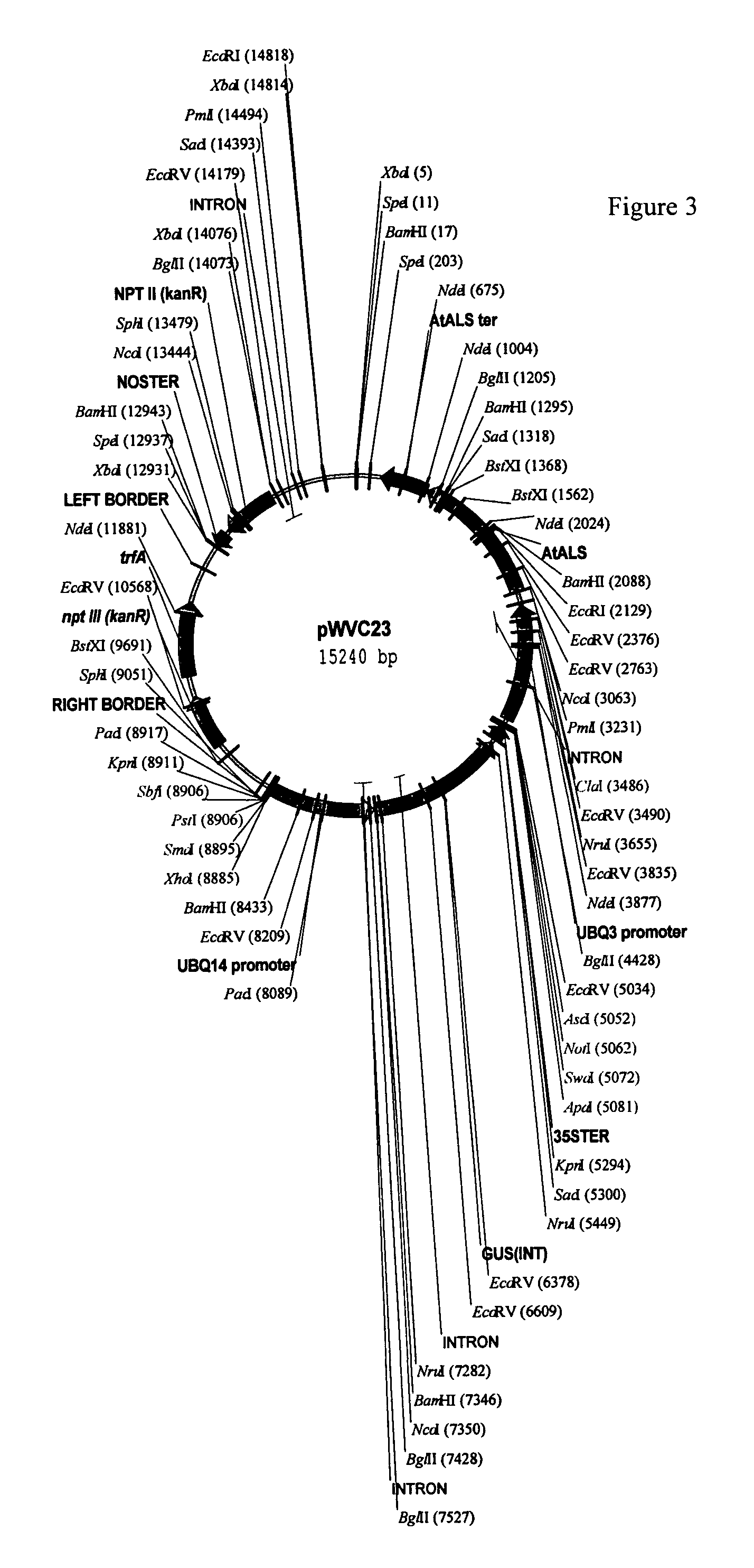 Plant transformation and selection