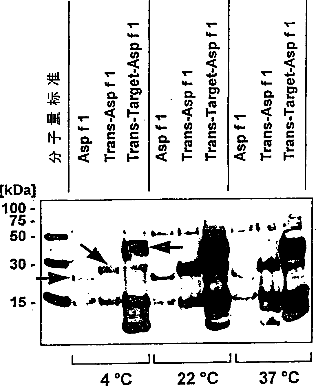 Modular antigen transporter molecules (MAT molecules) for modulating immune reactions, associated constructs, methods and uses