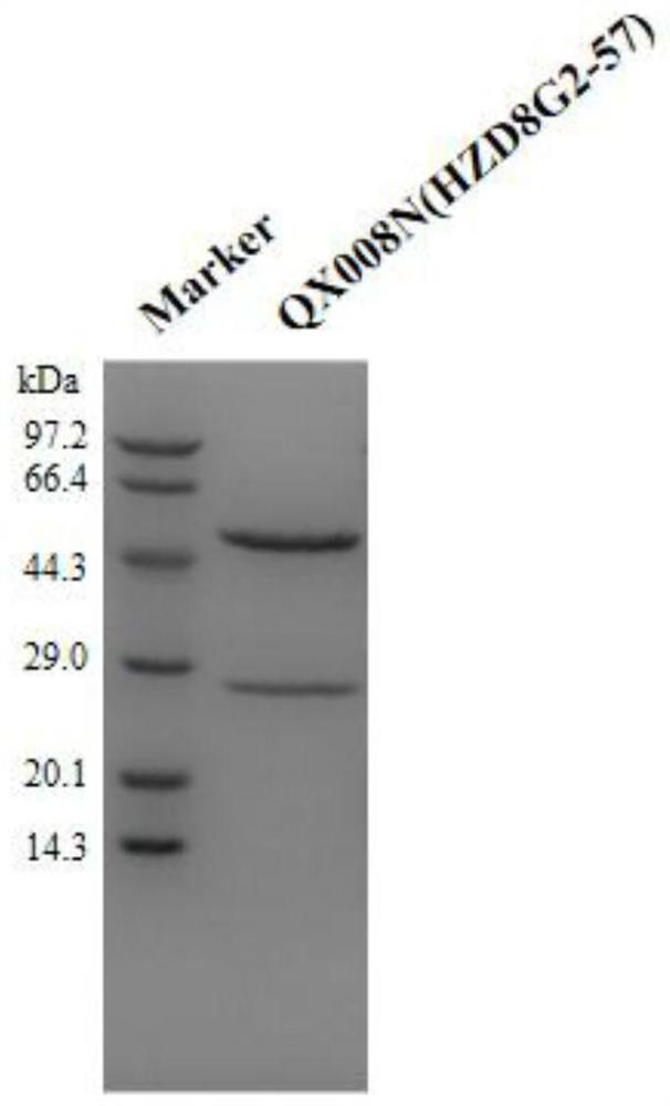 Anti-human TSLP monoclonal antibody and application thereof