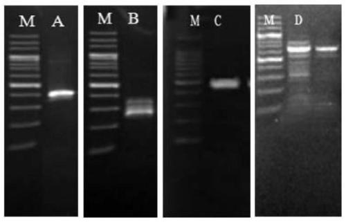 GhAGD13 gene relevant with resistance of verticillium wilt and application of GhAGD13 gene