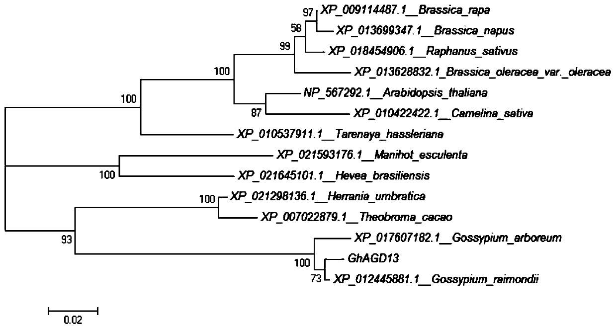 GhAGD13 gene relevant with resistance of verticillium wilt and application of GhAGD13 gene