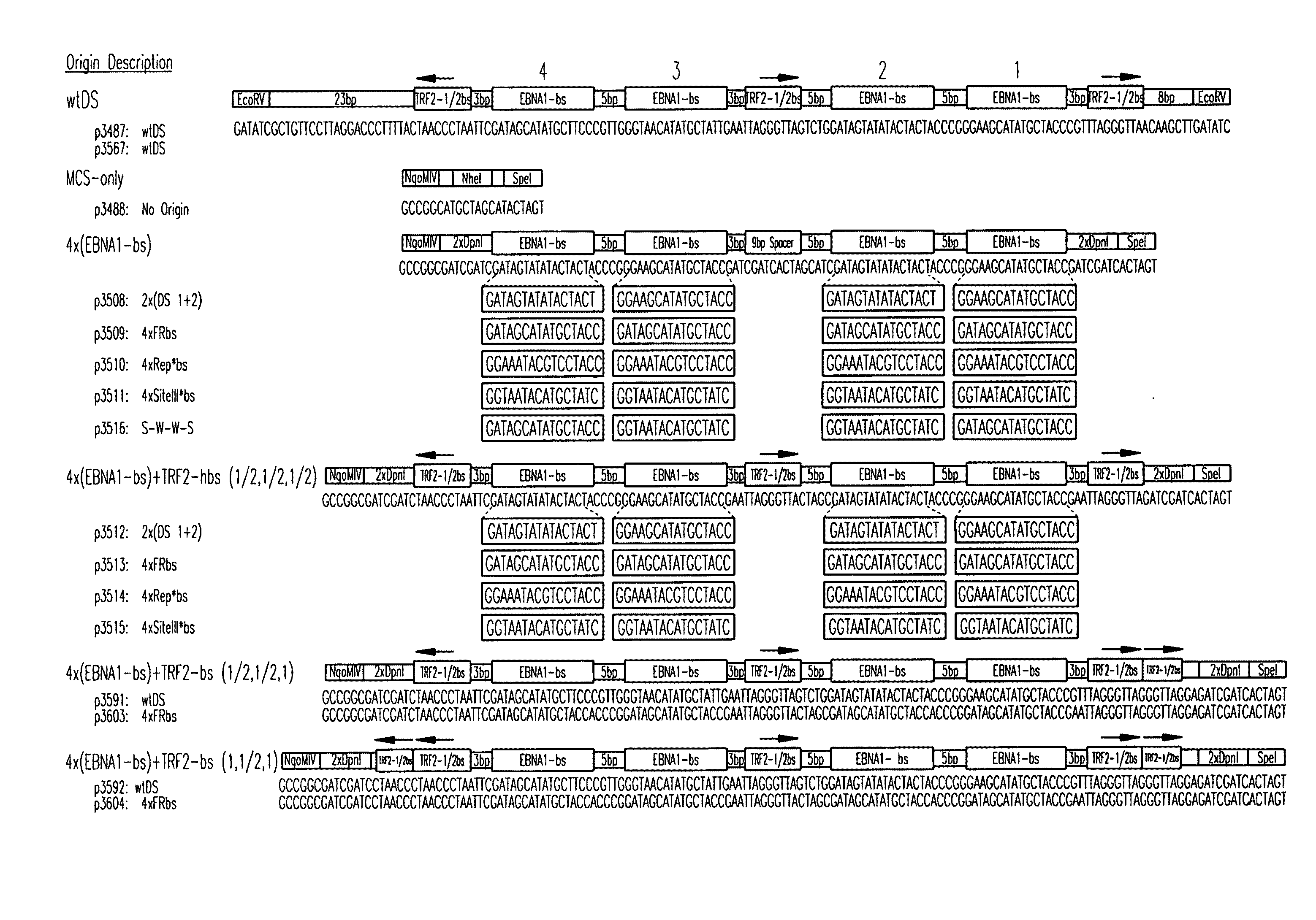 EFFICIENT oriP/EBNA-1 PLASMID VECTOR