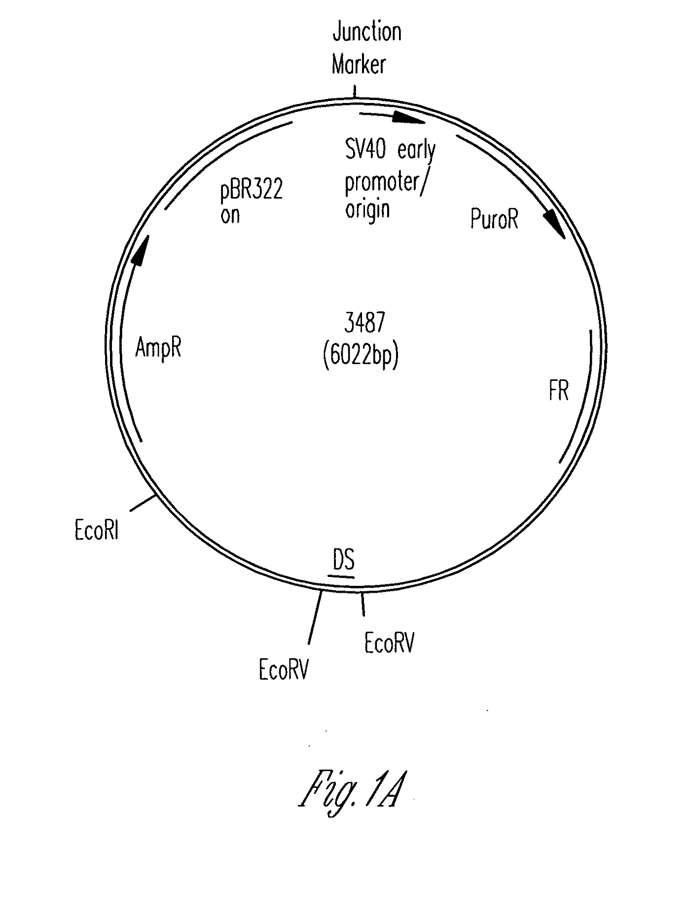 EFFICIENT oriP/EBNA-1 PLASMID VECTOR