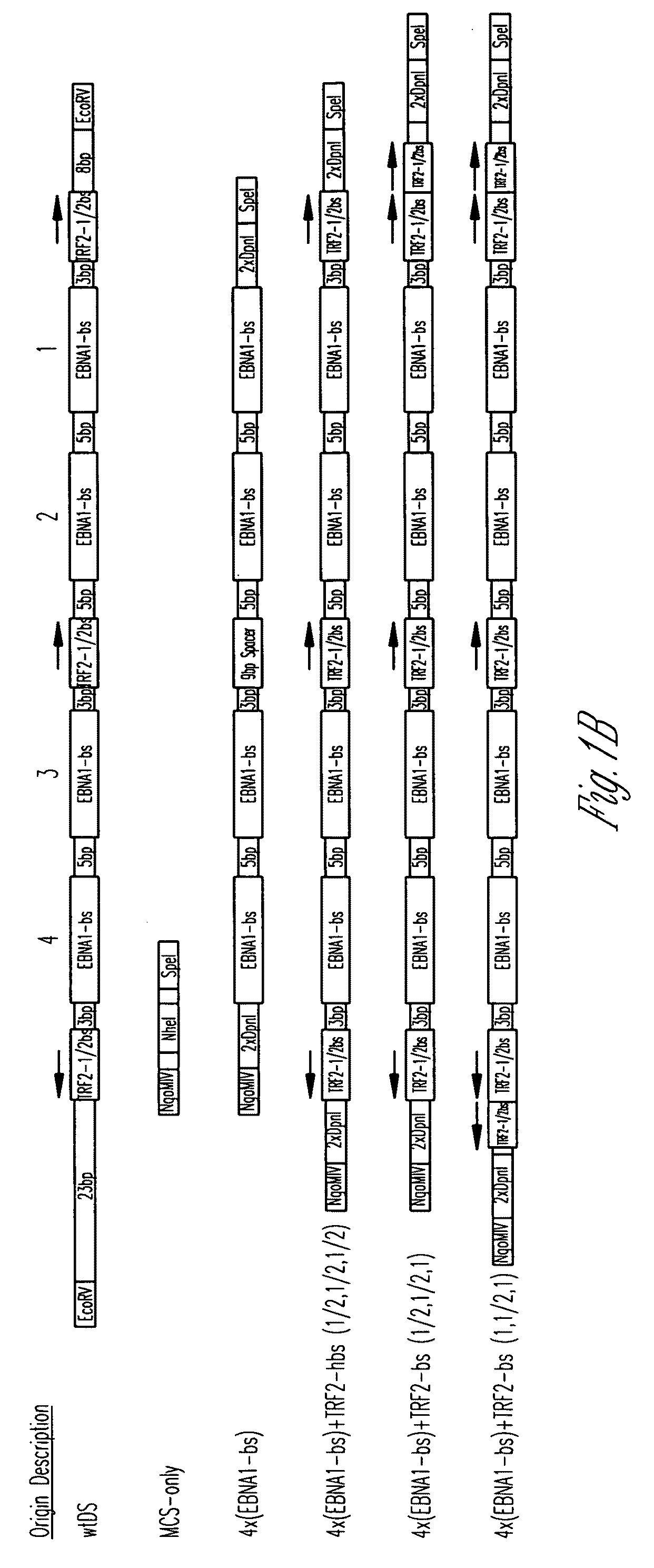 EFFICIENT oriP/EBNA-1 PLASMID VECTOR