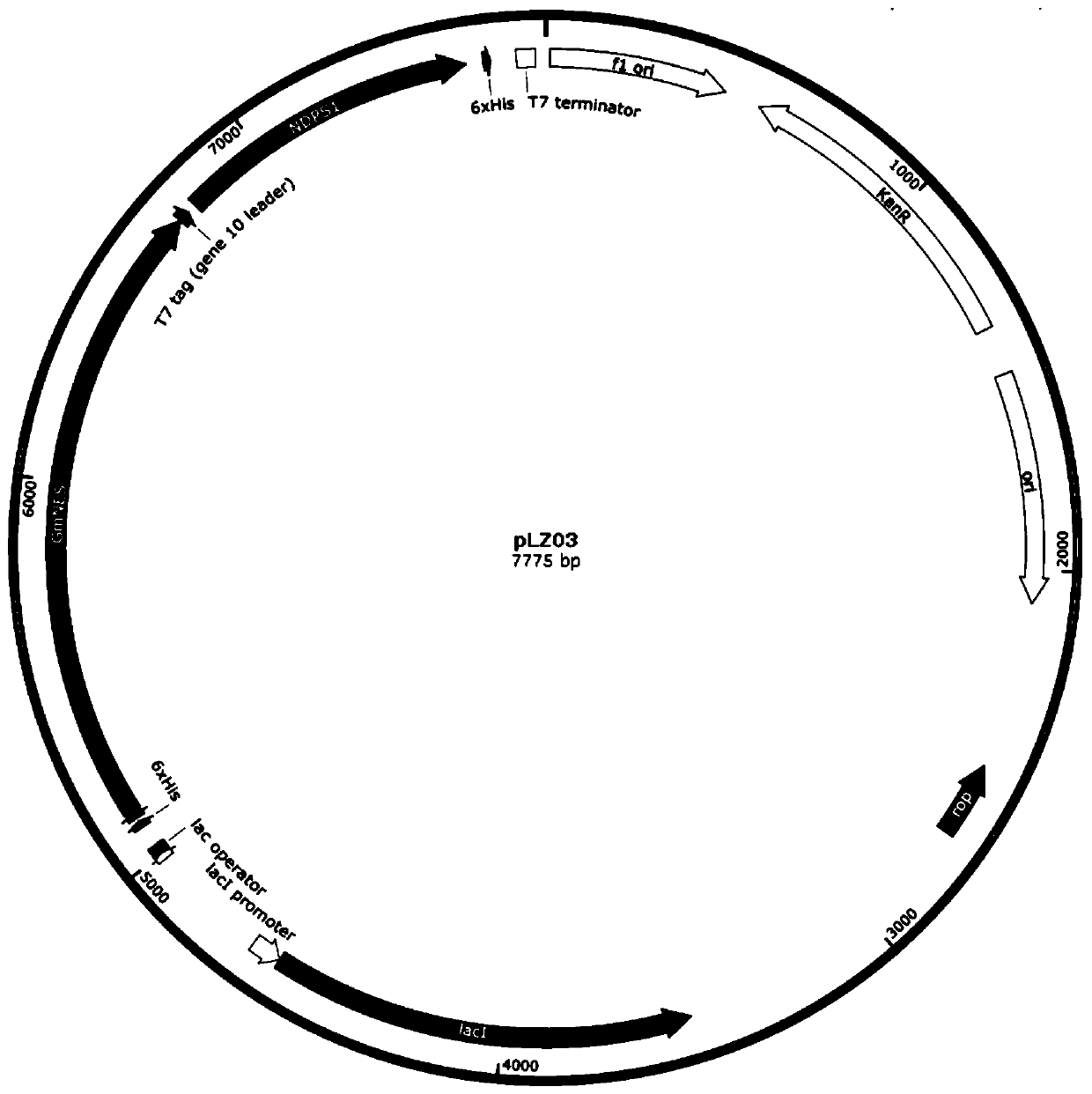 Method for producing nerol through microorganism fermentation