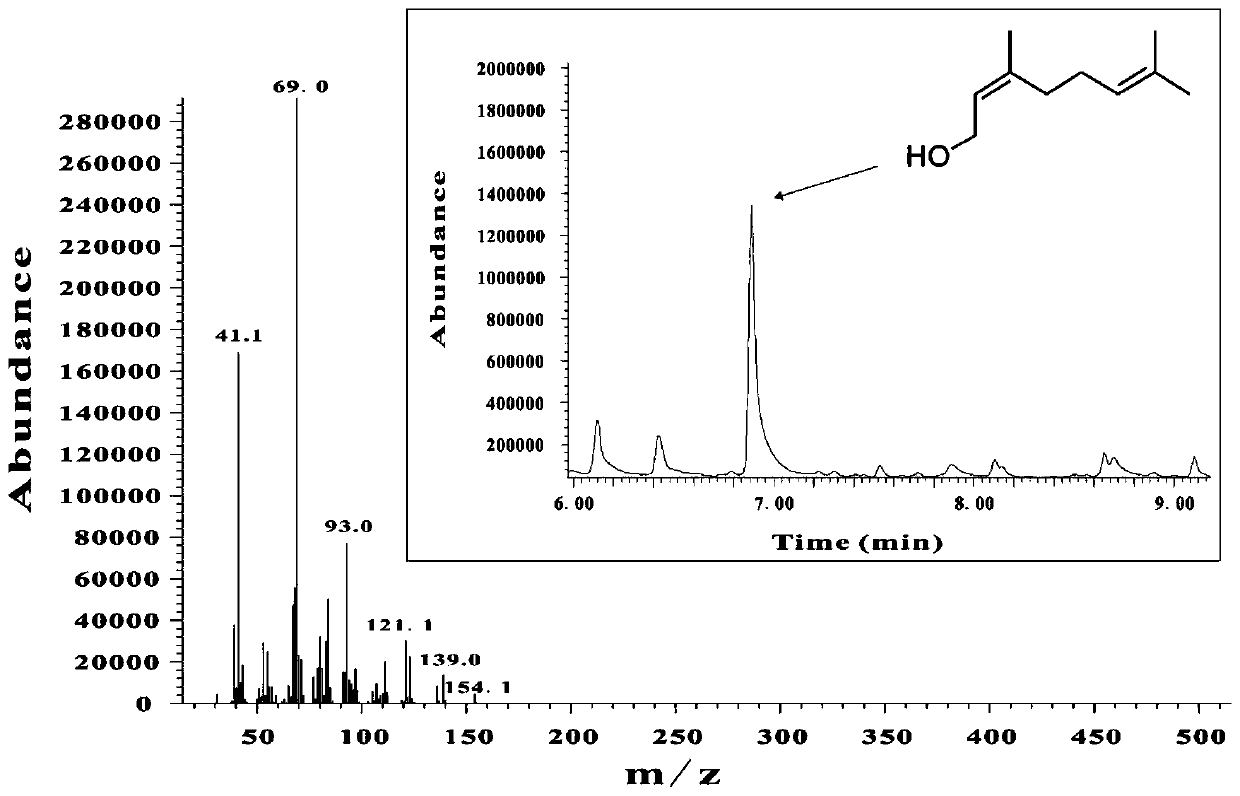 Method for producing nerol through microorganism fermentation