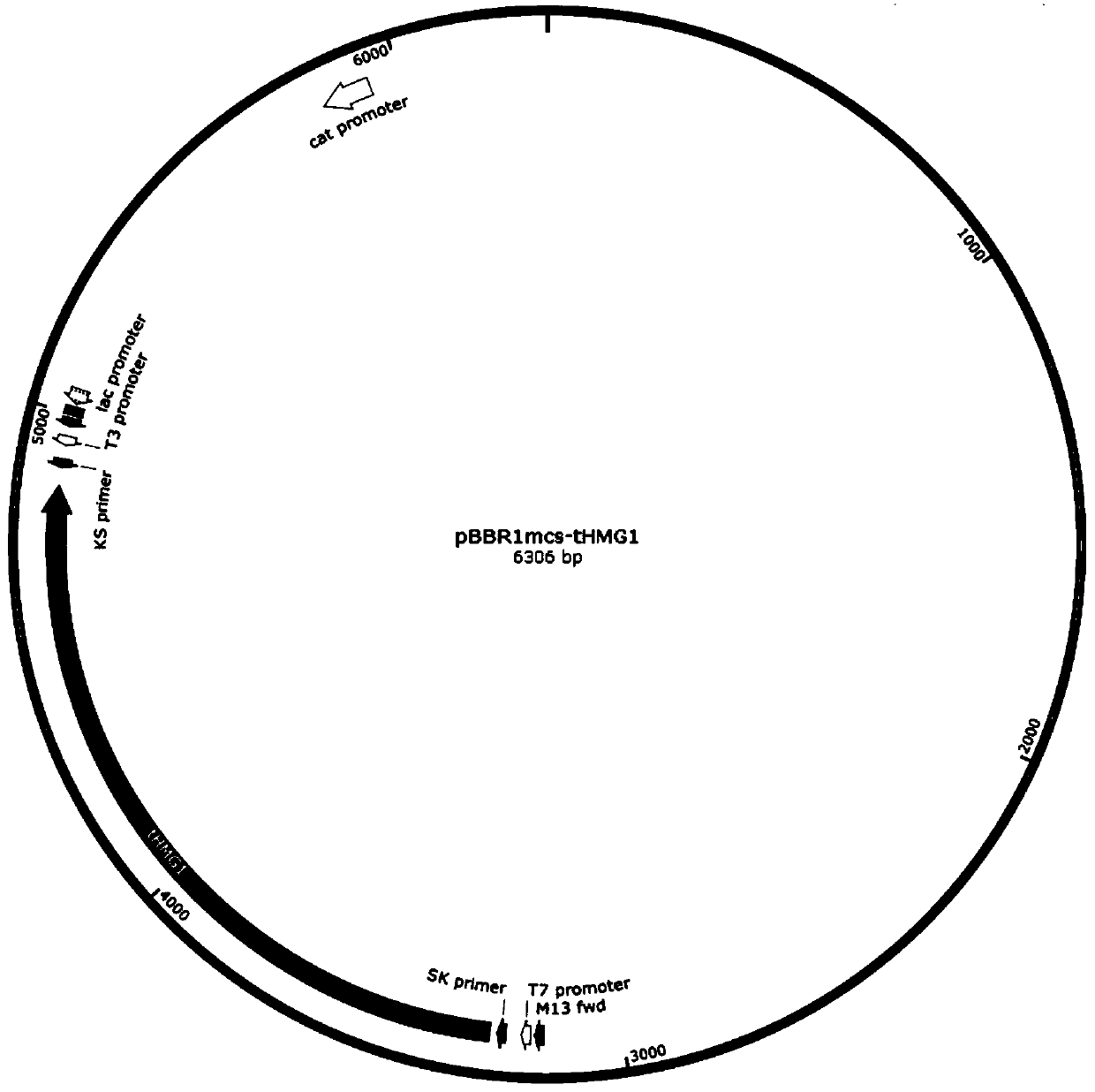 Method for producing nerol through microorganism fermentation