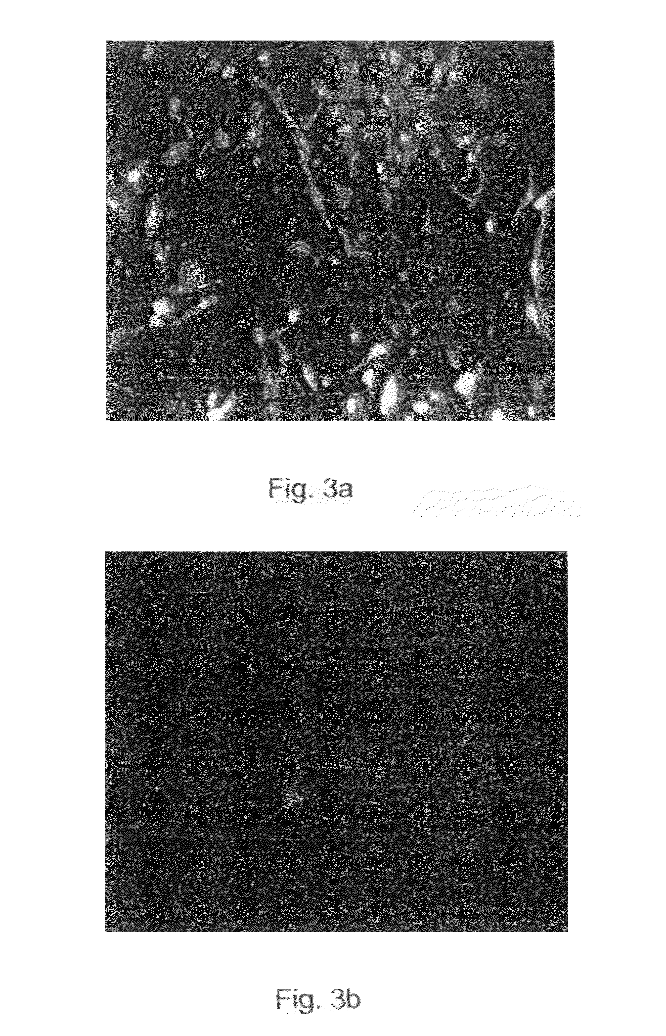 Promoters exhibiting endothelial cell specificity and methods of using same