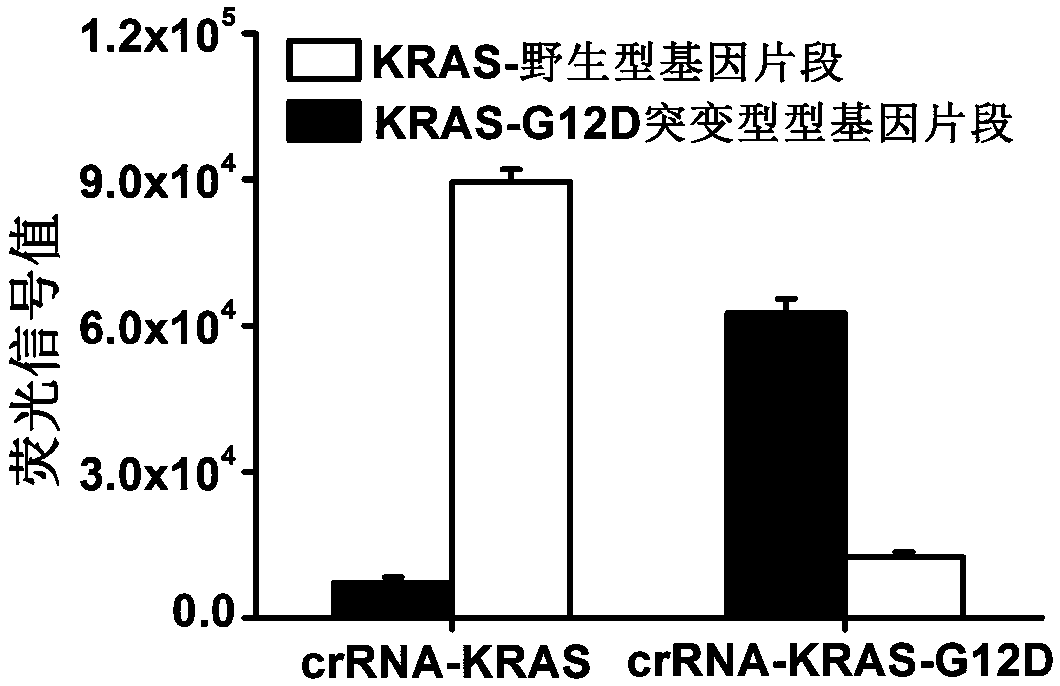 Detection method of specific nucleic acid fragment based on CRISPR-Cas13a