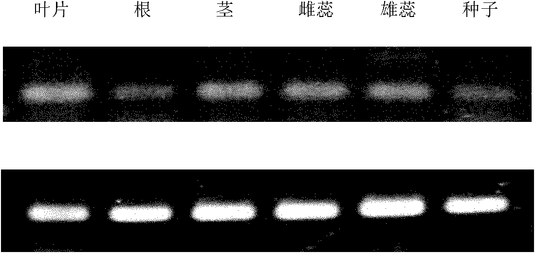 Corn protein relevant to genus potyvirus virus infection and encoding gene and application thereof