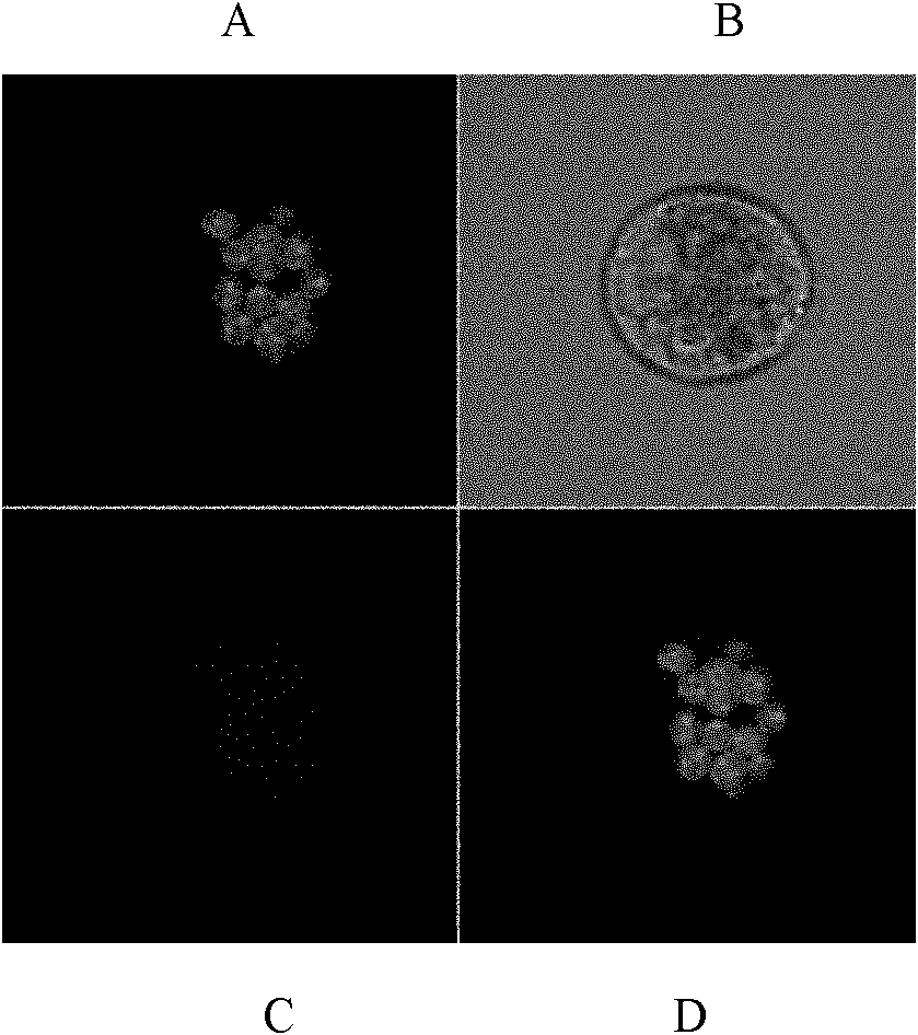 Corn protein relevant to genus potyvirus virus infection and encoding gene and application thereof