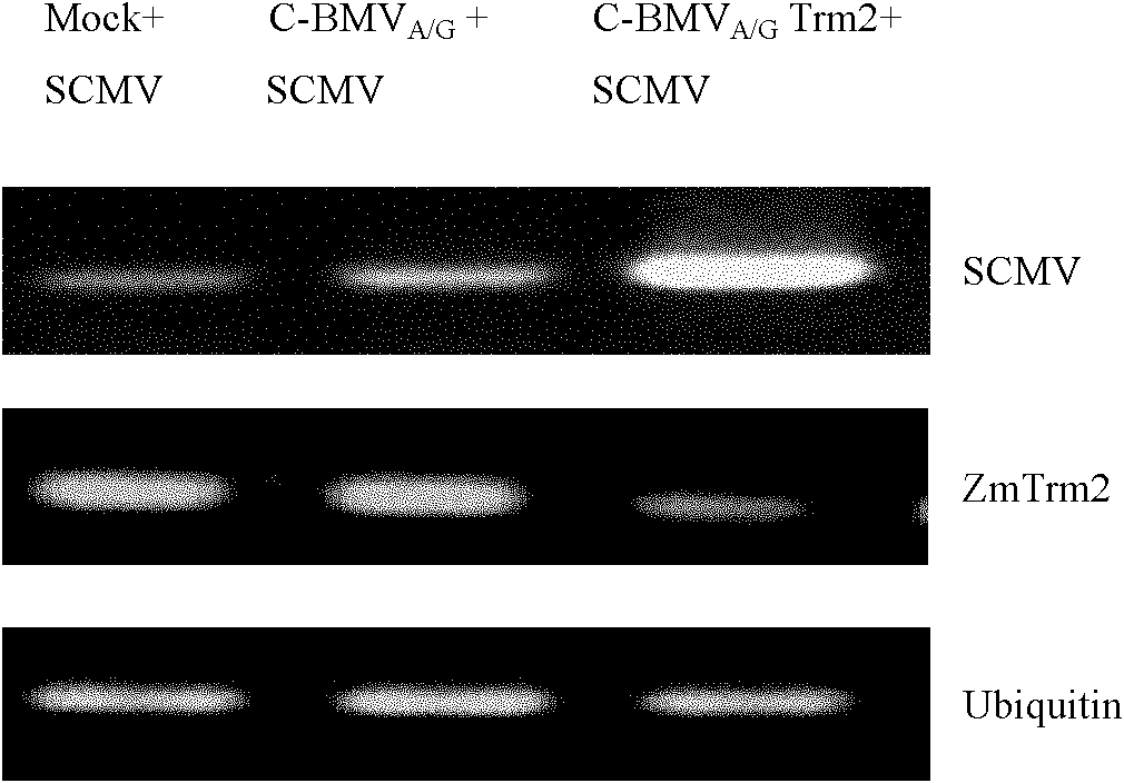 Corn protein relevant to genus potyvirus virus infection and encoding gene and application thereof