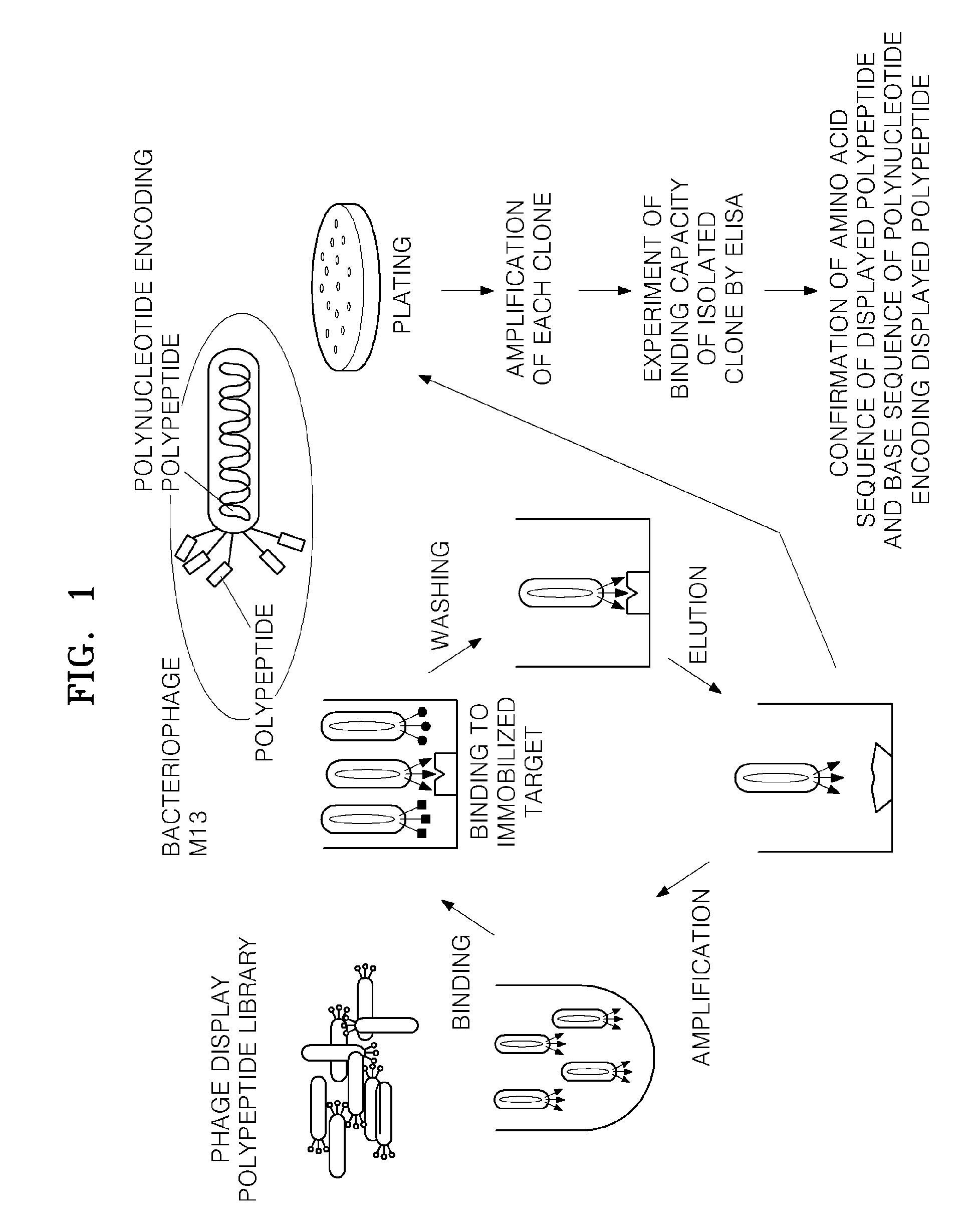 Polypeptides specifically binding to vascular endothelial growth factor receptor-2 and methods therefor