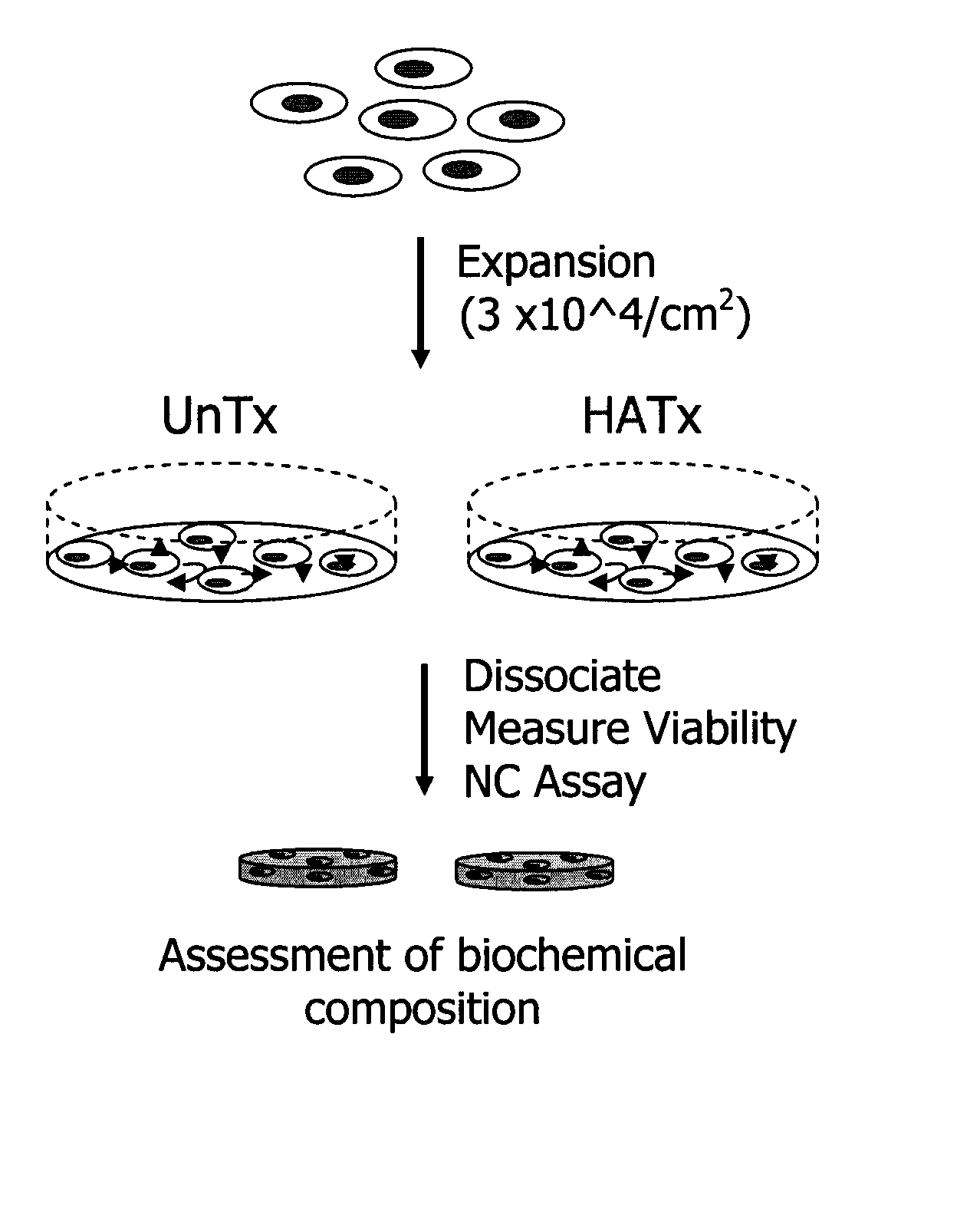 Method for Chondrocyte Expansion with Phenotype Retention