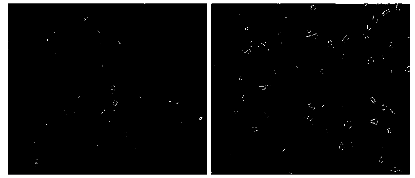 Artificial bone scaffold material for enhancing biocompatibility and preparation method thereof