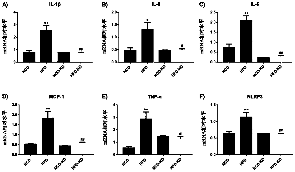 Application of broadleaf holly leaf aqueous extract and drug composition for regulating intestinal microecology