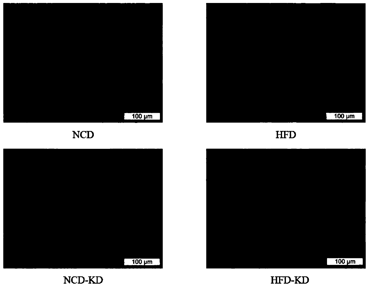 Application of broadleaf holly leaf aqueous extract and drug composition for regulating intestinal microecology