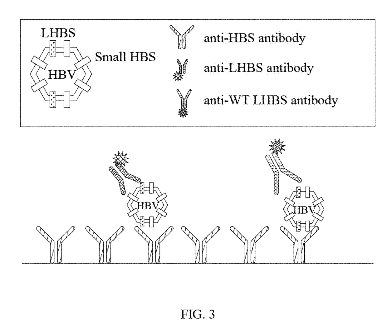 Method for determining deletions in HBV pre-s2 region