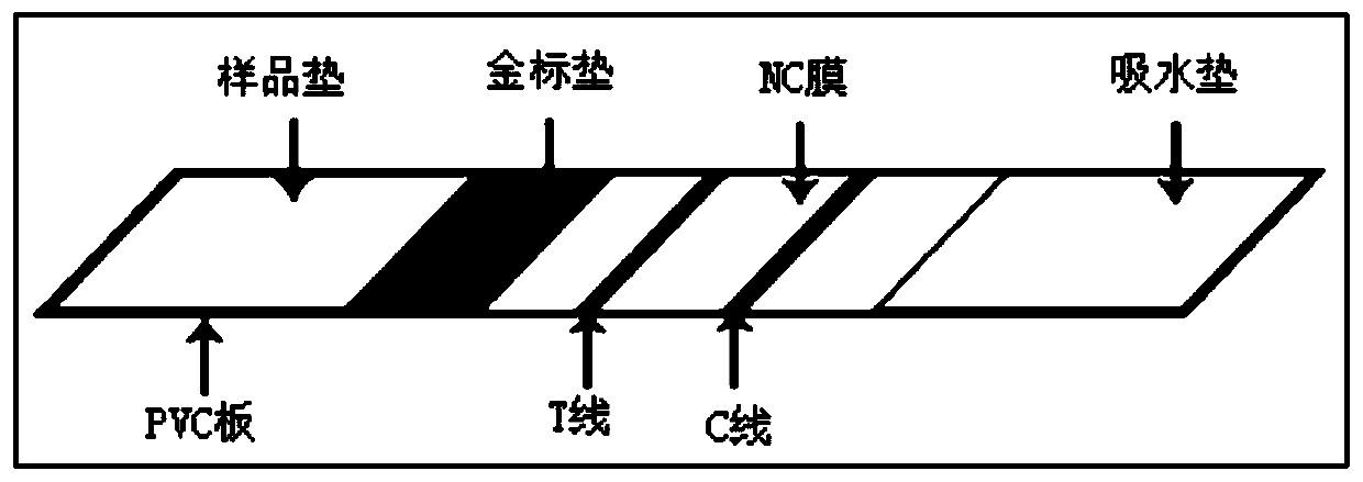 Porcine circovirus 2-type antigen or antibody colloidal gold fast detection test strip and method