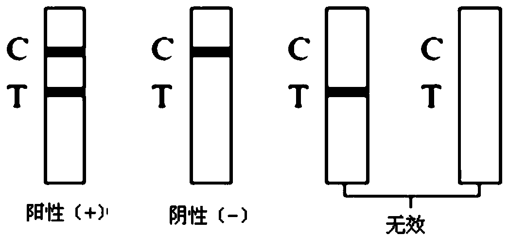 Porcine circovirus 2-type antigen or antibody colloidal gold fast detection test strip and method