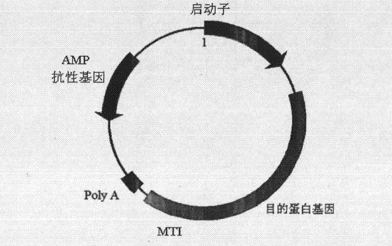 Protein trimerization modif and application thereof