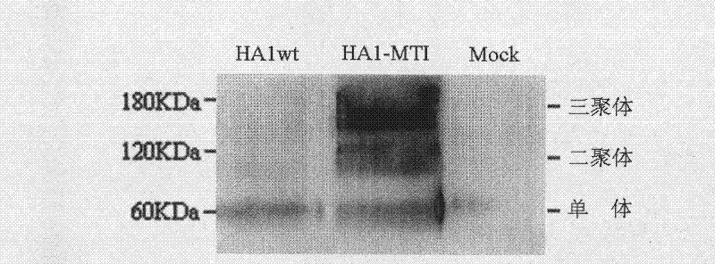 Protein trimerization modif and application thereof