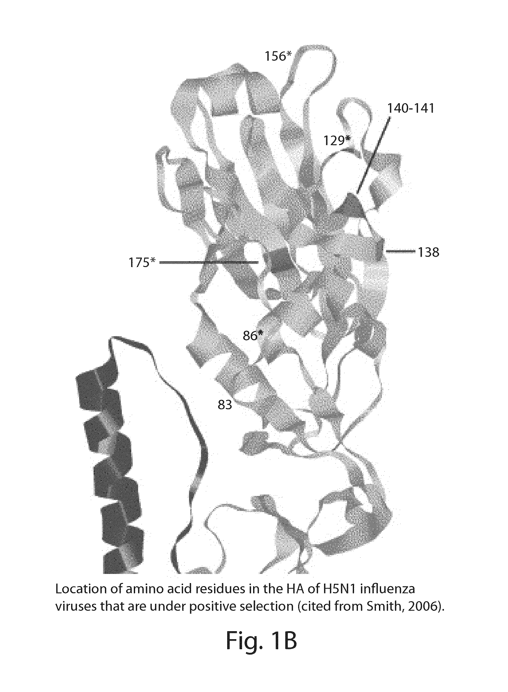 Antibodies Against Influenza Virus and Methods of Use Thereof