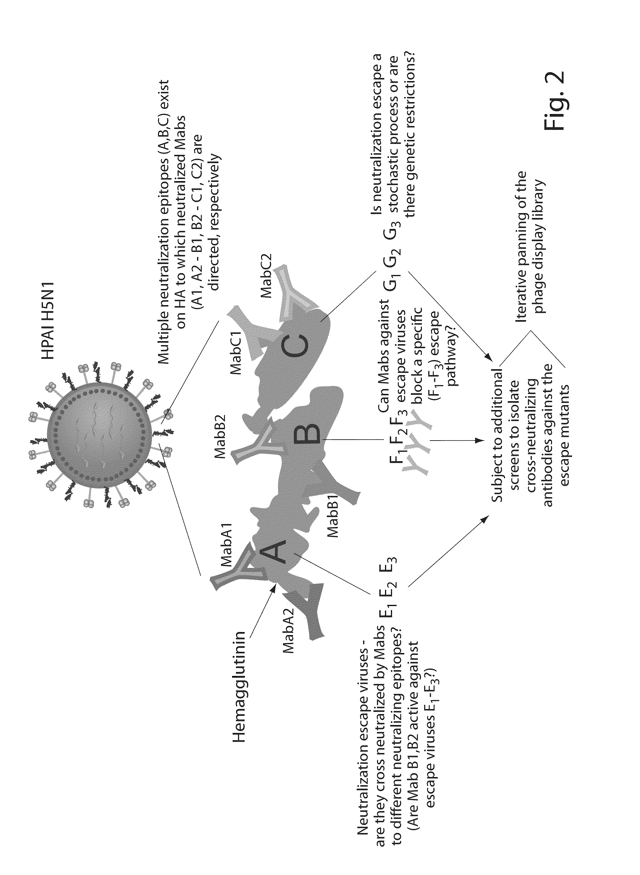 Antibodies Against Influenza Virus and Methods of Use Thereof