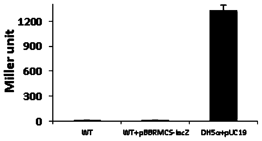 Construction method and application of bacterial promoter reporter vector