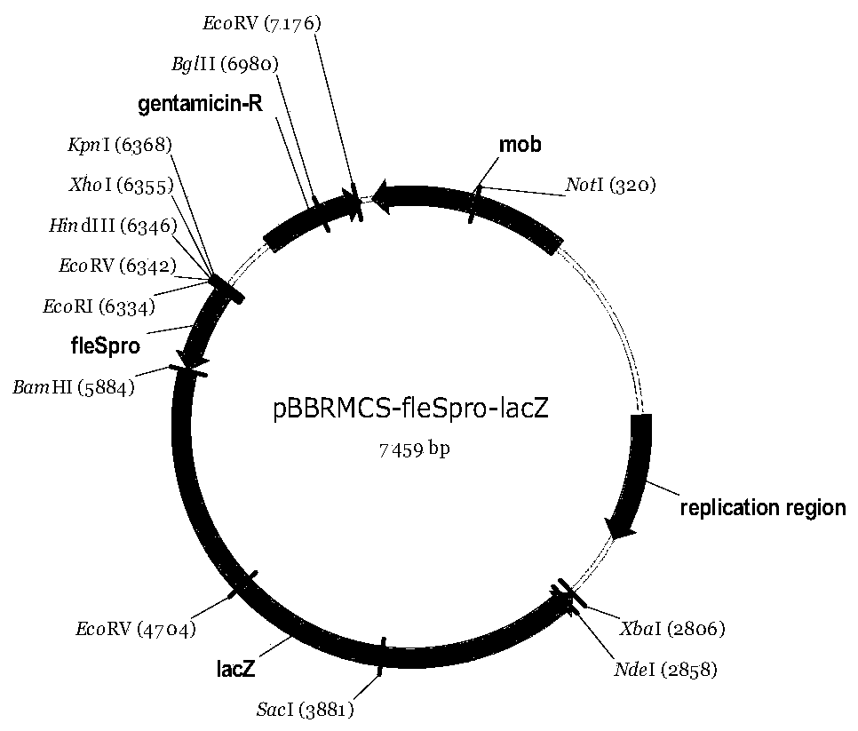 Construction method and application of bacterial promoter reporter vector