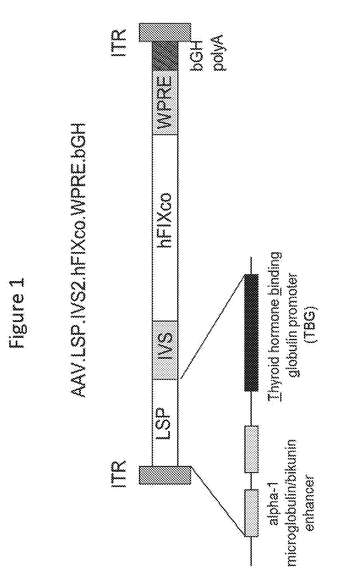 Gene therapy for treating hemophilia b