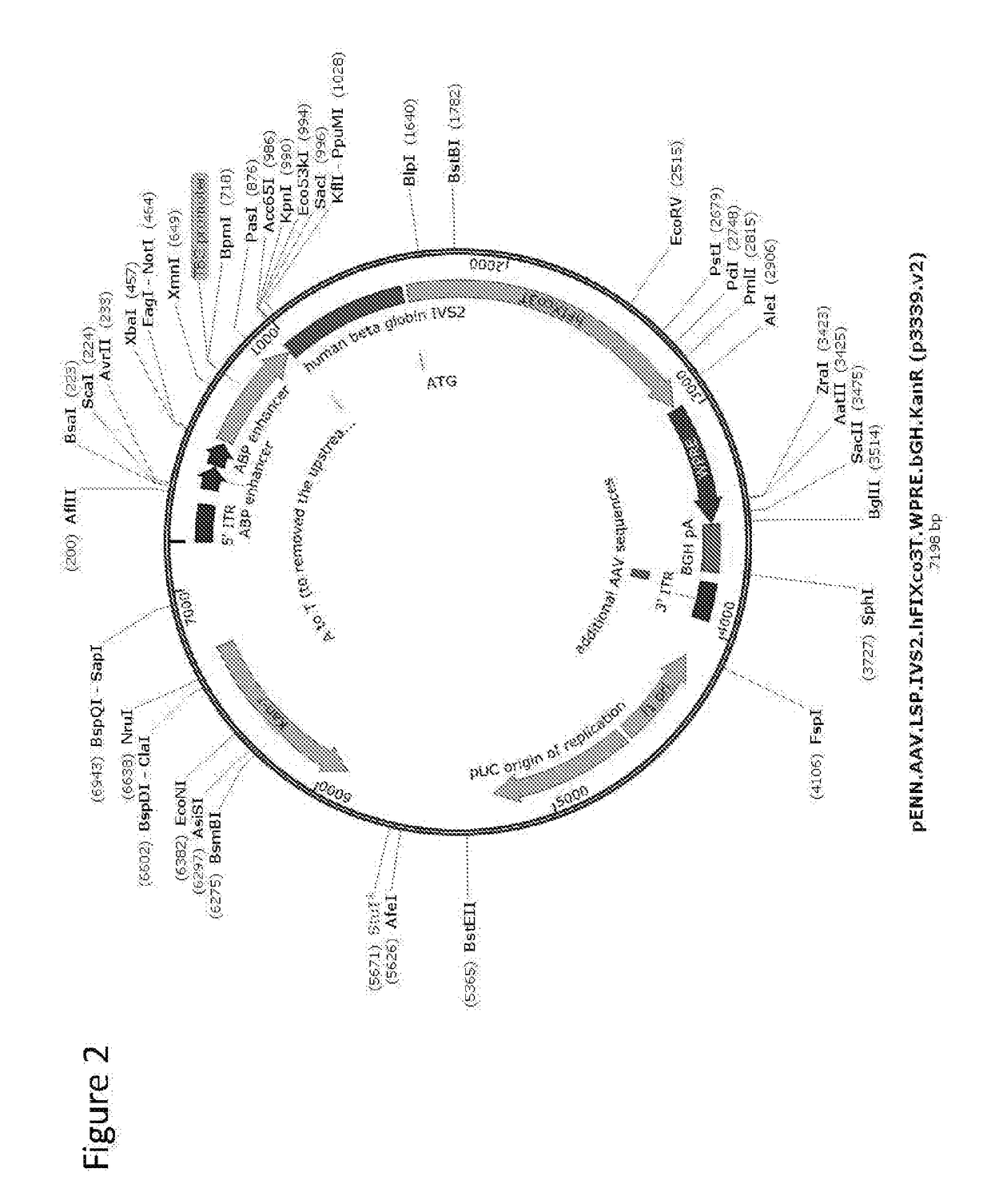 Gene therapy for treating hemophilia b