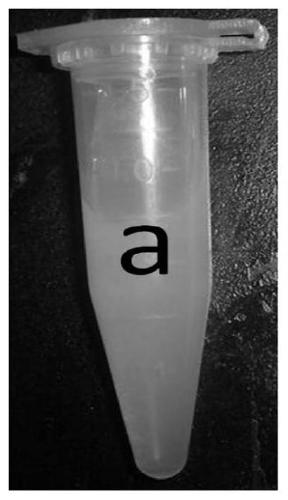 Rare earth coordination polymer phosphor suitable for emitting white light and preparation method thereof