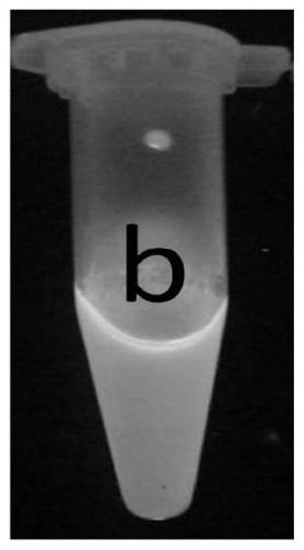 Rare earth coordination polymer phosphor suitable for emitting white light and preparation method thereof