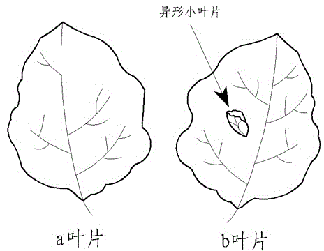 Method for creating novel recovery system of brassica napus type rape heterogenic leaves